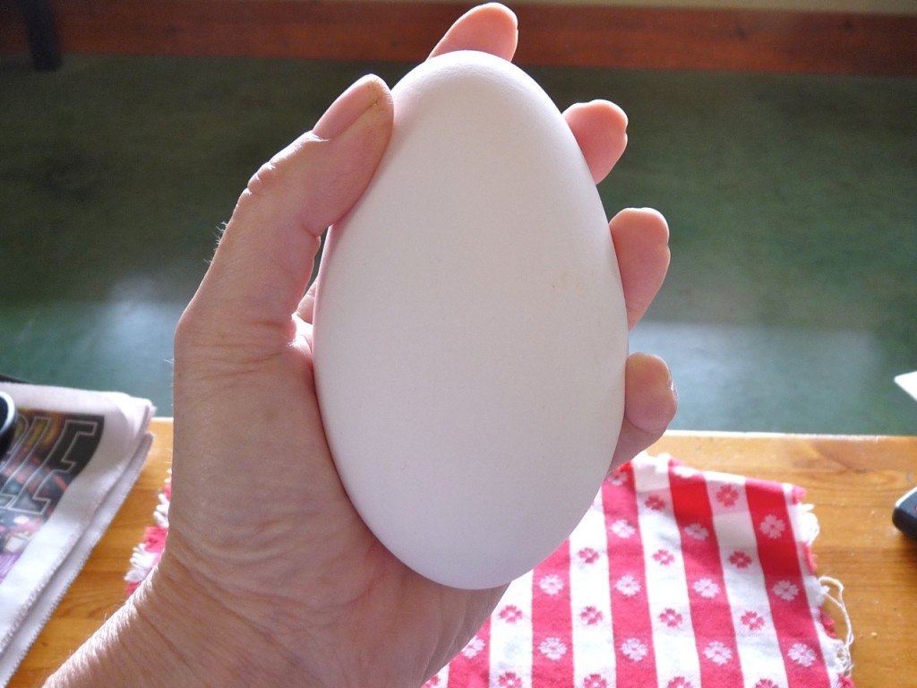 Tìm hiểu về thông tin ăn trứng ngỗng tốt cho sự thông minh của trẻ