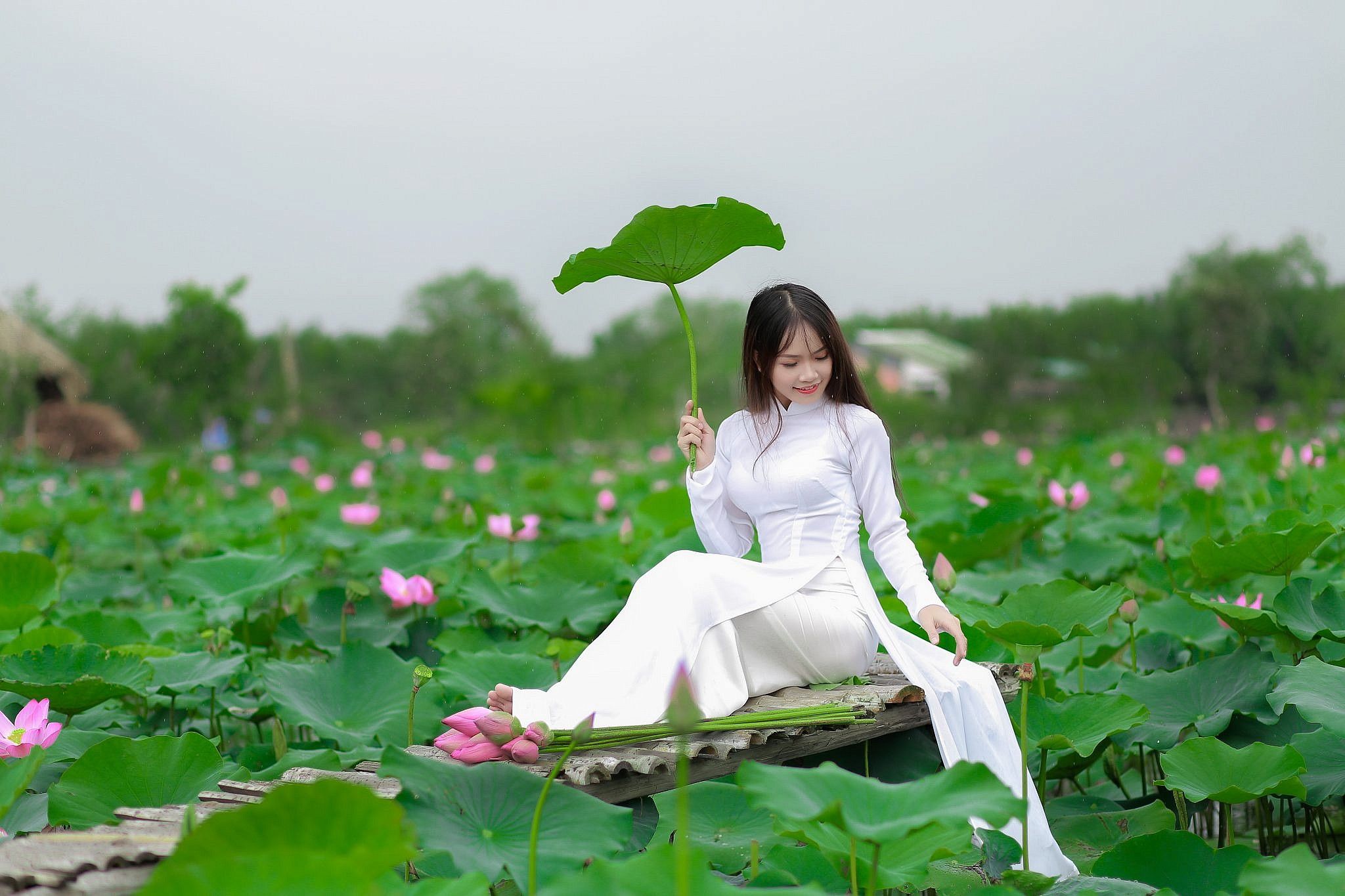 Hoa sen gắn liền với hình tượng người phụ nữ Việt