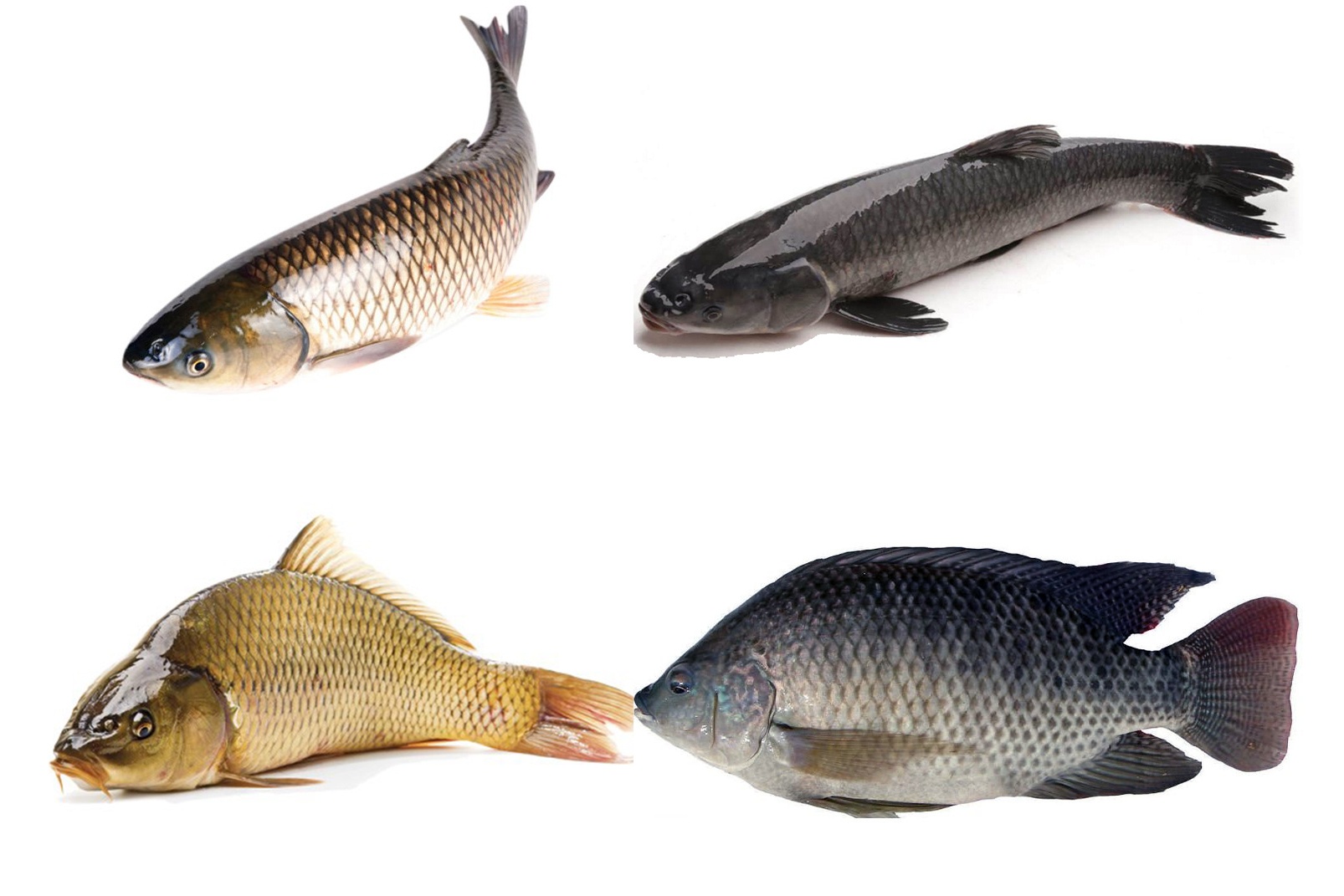 Bạn có phân biệt được các loại cá nước ngọt này không?